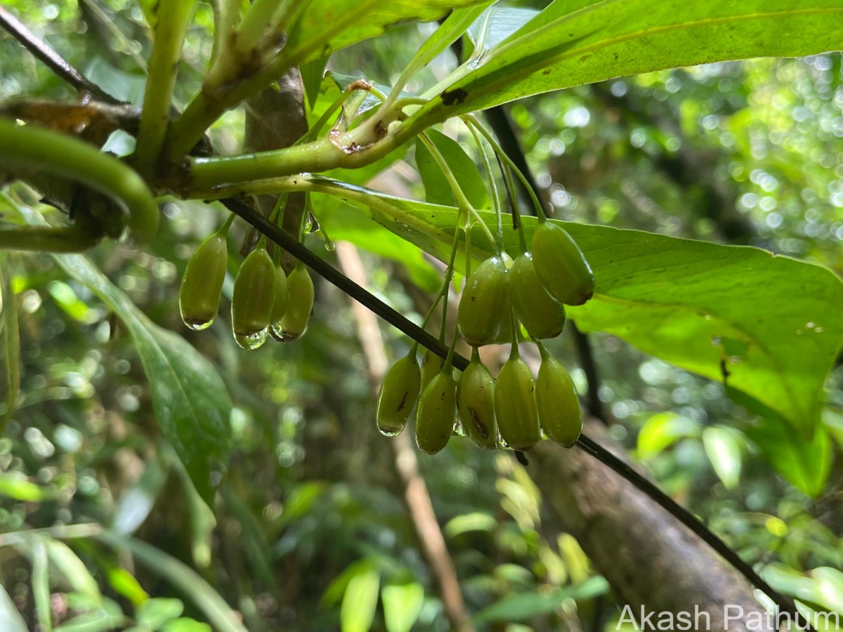 Psychotria josephi (Kuntze) Kottaim.